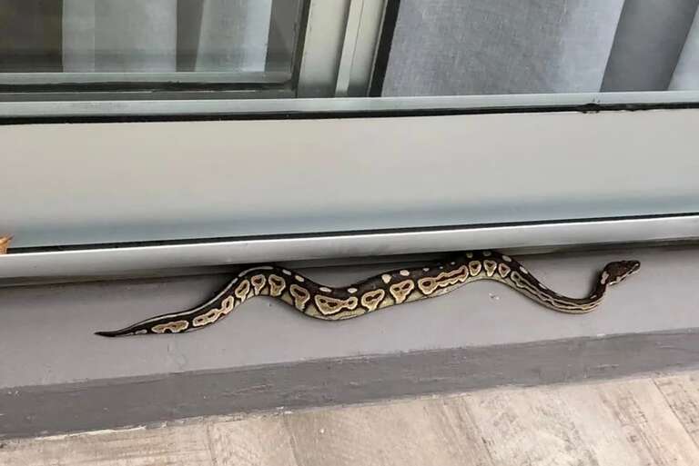 Susto! Cobra píton aparece na janela de apartamento em Buenos Aires, na Argentina