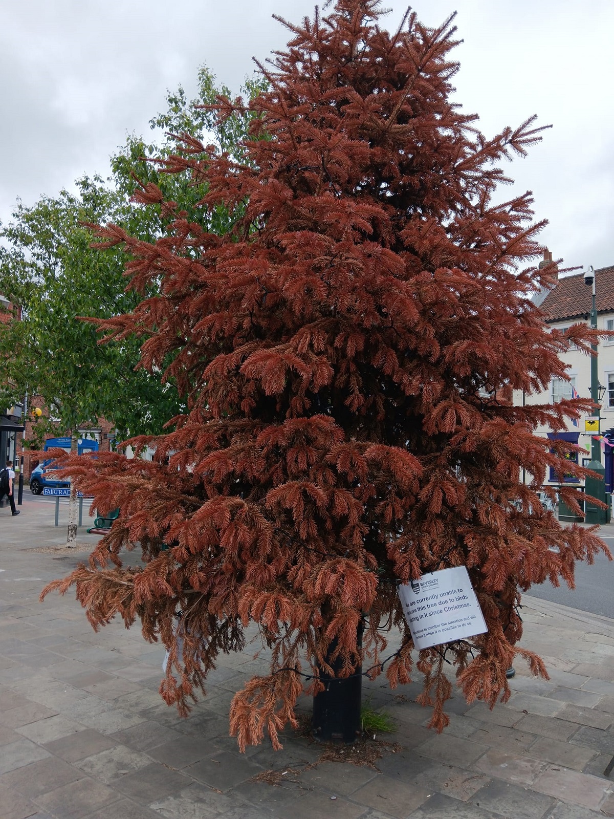 Natal em junho? Uma cidade do Reino Unido precisou manter a árvore natalina devido a um pombo 