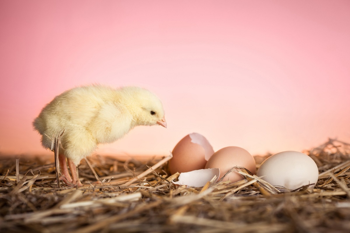 Quem veio primeiro, o ovo ou a galinha? Finalmente há uma resposta da ciência para esse &#34;enigma&#34;