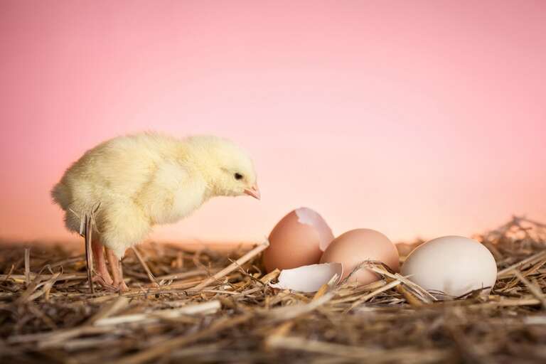 Quem veio primeiro, o ovo ou a galinha? Finalmente há uma resposta da ciência para esse "enigma"