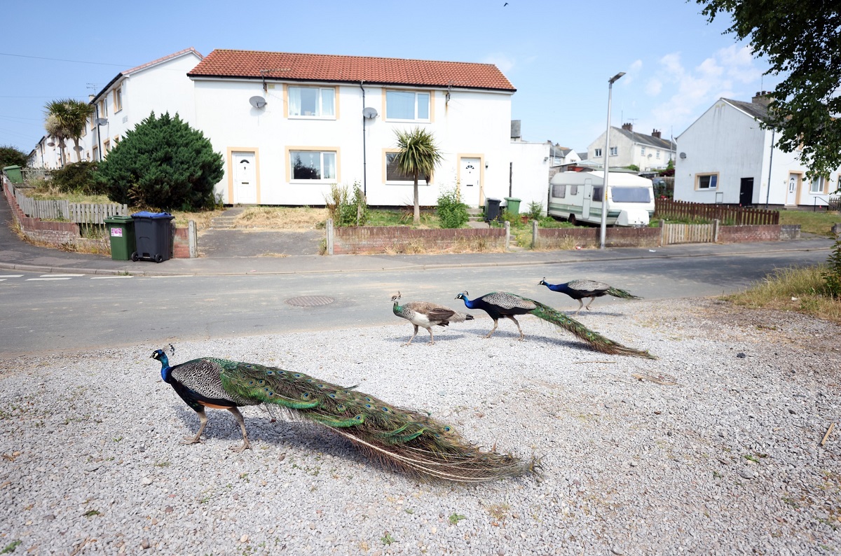 Bando de 30 pavões &#34;aterroriza&#34; cidadezinha do Reino Unido e, em retaliação, três aves já foram mortas