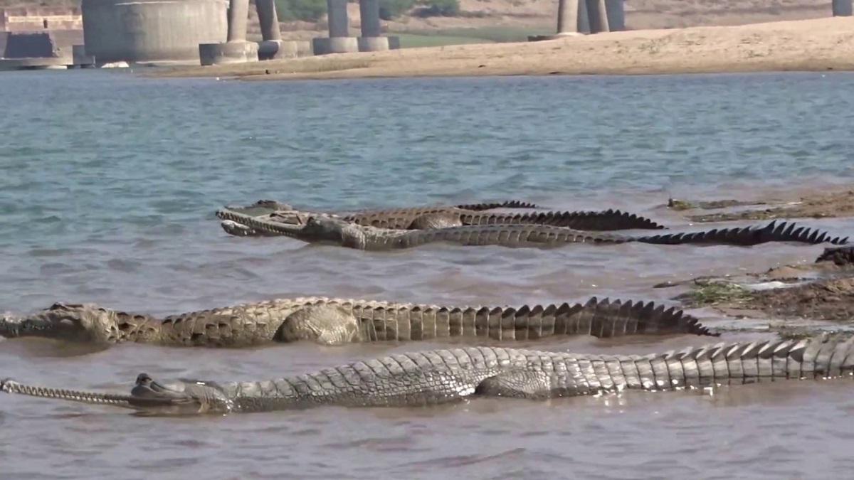 Crime de honra? Após matar a filha e o namorado dela, indiano joga os corpos em um rio com crocodilos