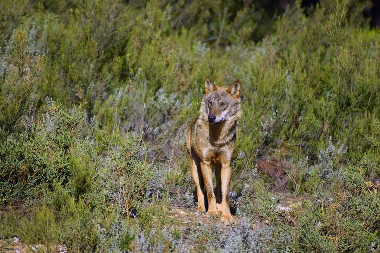 Cientistas descobrem que o lobo-ibérico usa as fezes como forma de "comunicação"