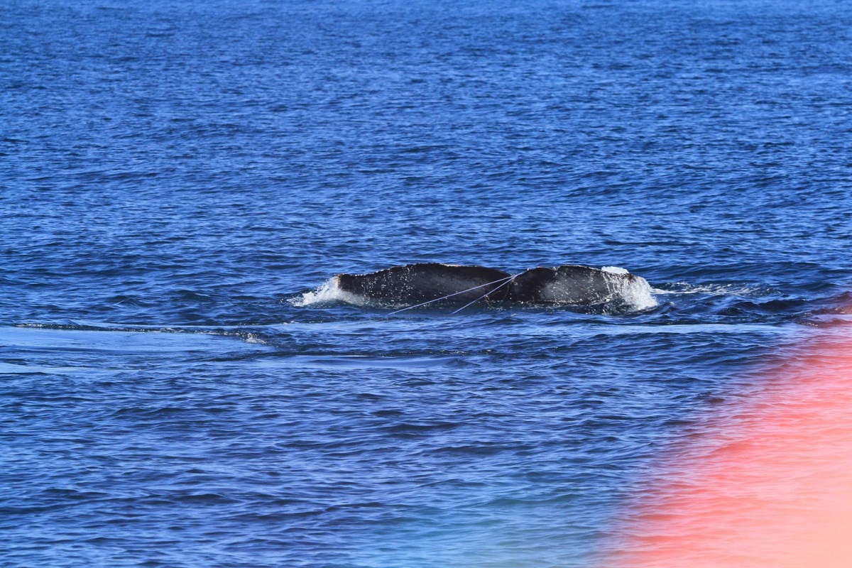 Baleia jubarte fica com a cauda presa em cabo de pesca e é resgatada em Ilhabela, no litoral de SP