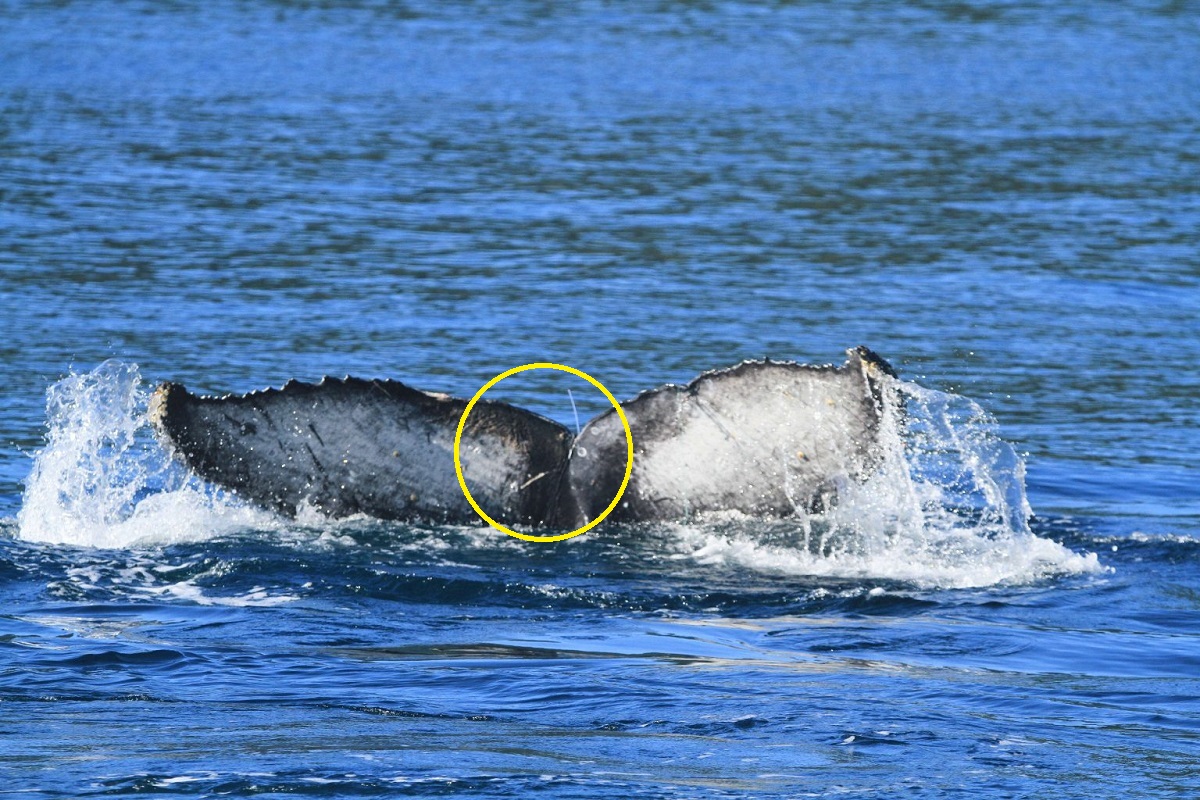 Baleia jubarte fica com a cauda presa em cabo de pesca e é resgatada em Ilhabela, no litoral de SP