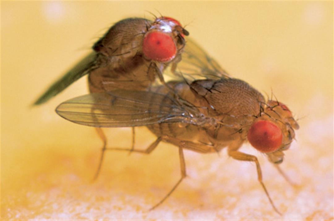 Tal qual Virgem Maria? Cientistas fazem mosca dar à luz sem inseminação