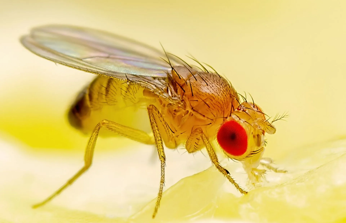 Tal qual Virgem Maria? Cientistas fazem mosca dar à luz sem inseminação