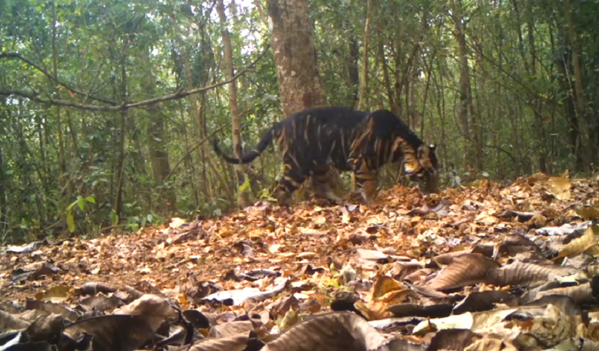 VÍDEO: câmera de vida selvagem flagra raro tigre com melanismo em parque da Índia