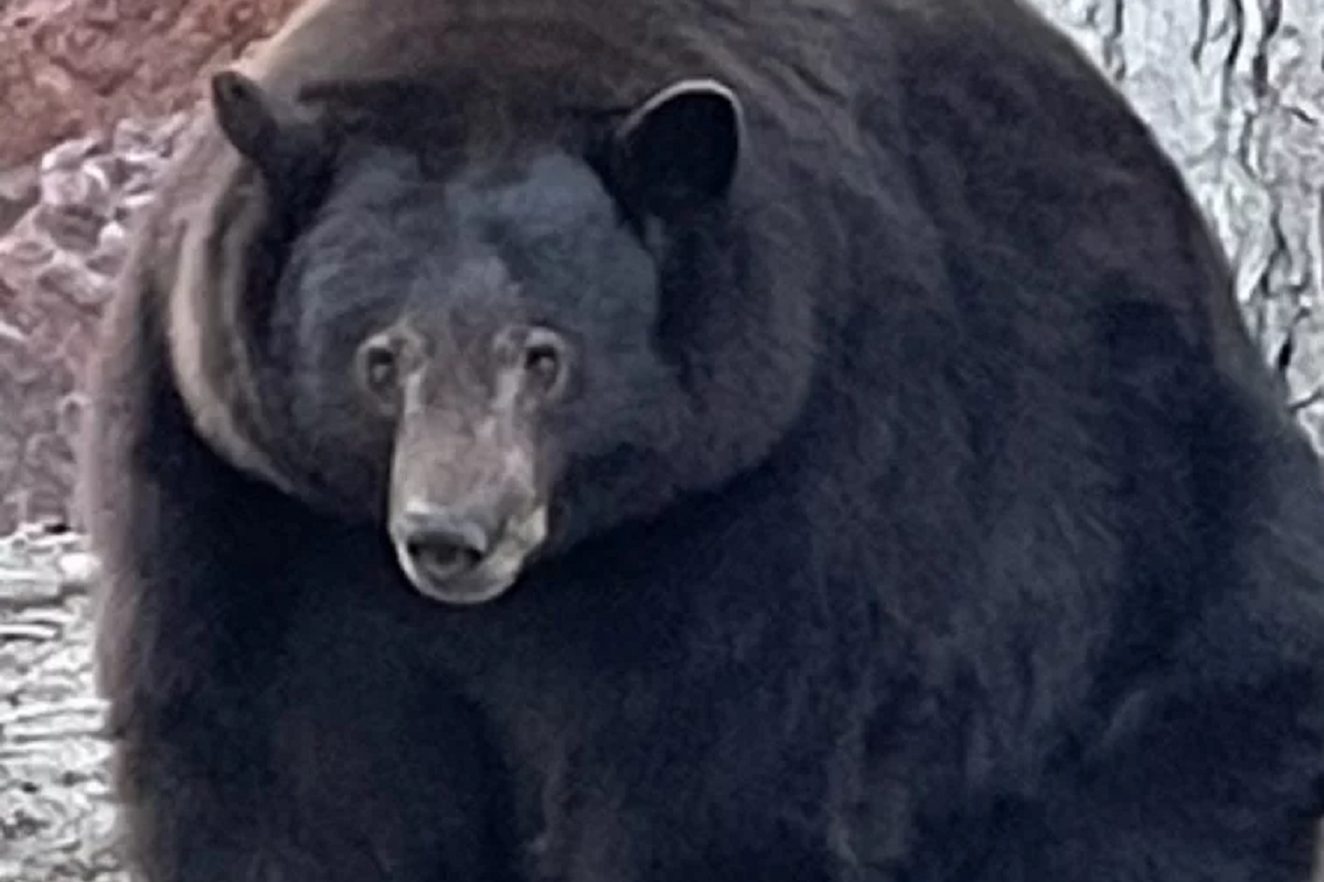 Autoridades da Califórnia capturam urso-negro de 227 kg acusado de invadir 21 casas