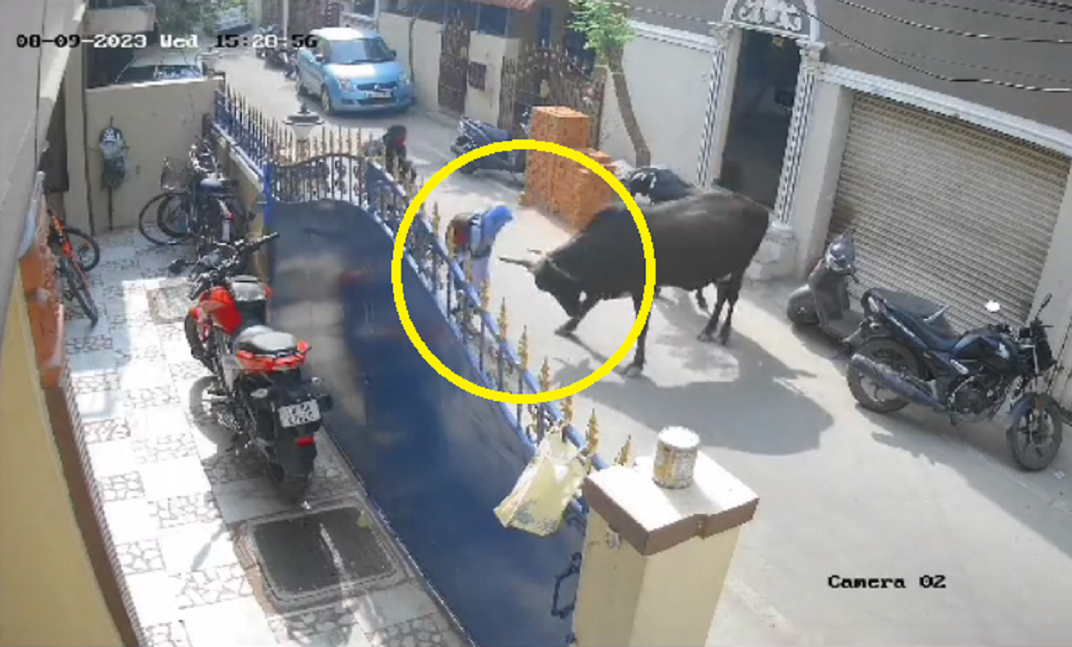 VÍDEO: menina de 9 anos fica ferida ao ser atacada por vaca em rua da Índia
