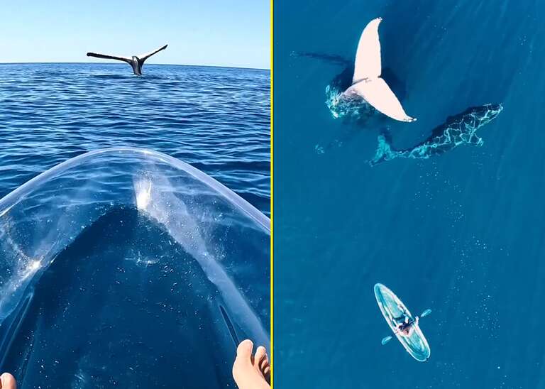 Australiano filma baleia "congelada" com a cauda para fora da água e viraliza  no TikTok