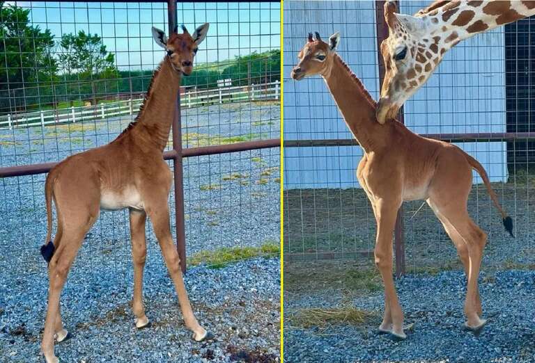 Girafa raríssima, sem as famosas manchas, nasce em zoológico dos EUA
