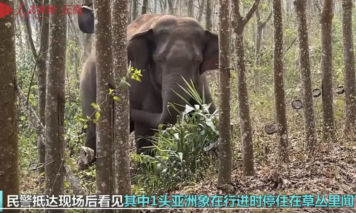 Fim do cão farejador? Na China, elefante encontra quase três quilos de ópio e aciona a polícia
