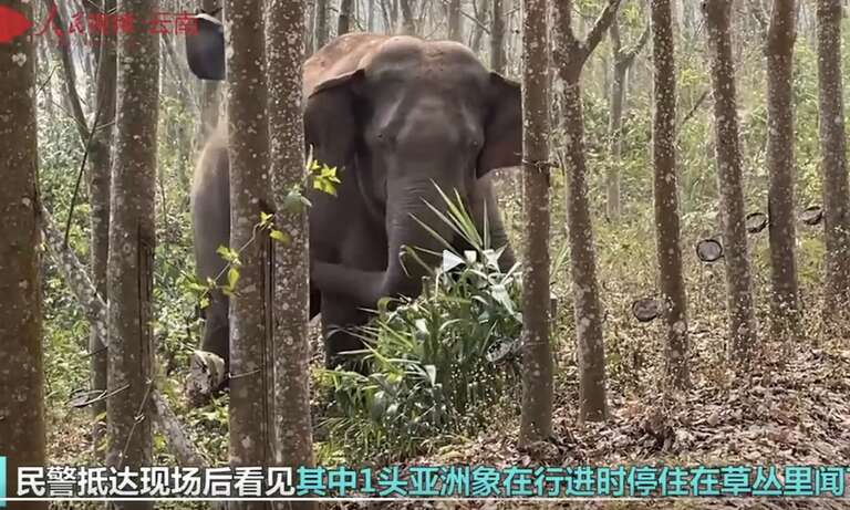 Fim do cão farejador? Na China, elefante encontra quase três quilos de ópio e aciona a polícia