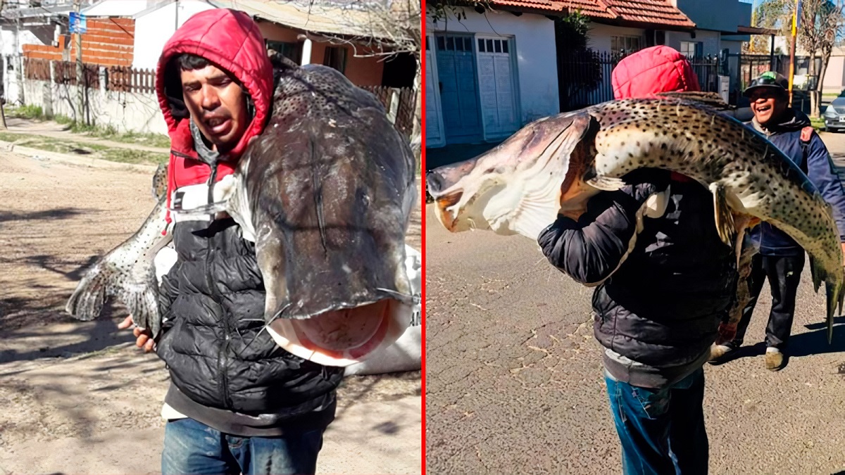 Pescador da Argentina viraliza ao ser flagrado carregando um peixe de 40 kg nos ombros