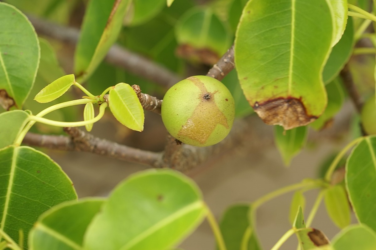 Turistas espanhóis vão parar no pronto-socorro após ingerir o fruto da “árvore da morte”, na Colômbia