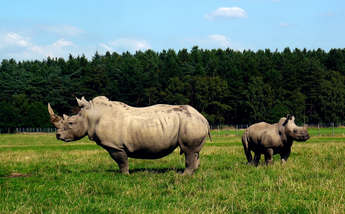 ONG adquire parque na África do Sul e vai liberar 2.000 rinocerontes-brancos na natureza