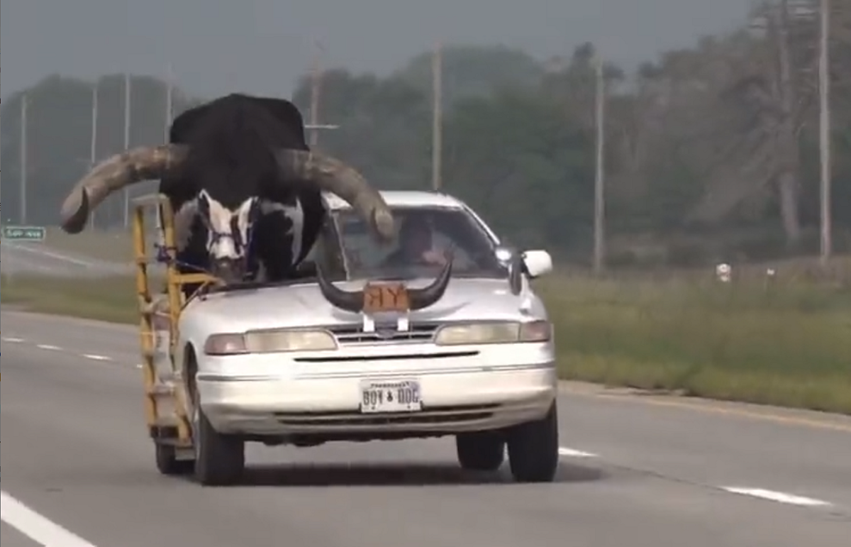 VÍDEO: carro transportando um enorme touro no banco do passageiro nos EUA viraliza na web