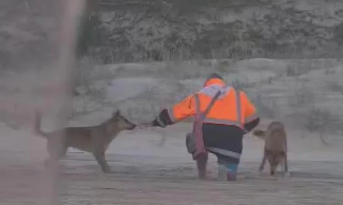 VÍDEO: homem é flagrado alimentando “cães típicos” da Austrália e é multado em R$ 12.000