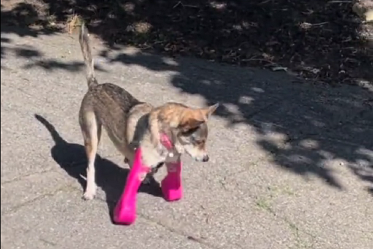Vídeo viraliza ao mostrar cachorro sem patas dianteiras usando prótese pela 1ª vez