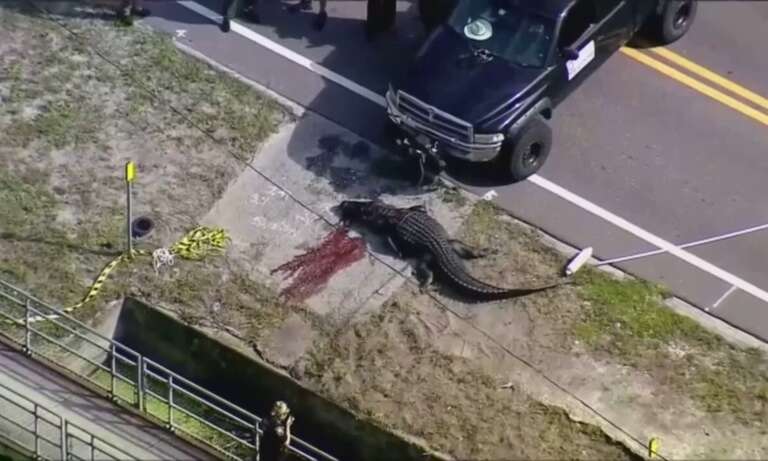 Morador da Flórida flagra jacaré de quatro metros carregando um cadáver na boca