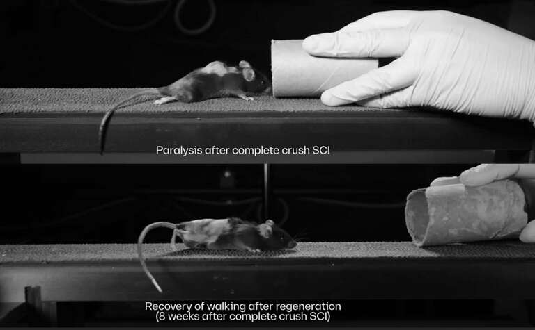 Cientistas fazem cobaias voltarem a andar após lesão na medula espinhal