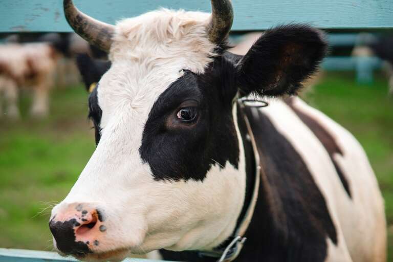 Culpa das vacas? Moradores de Gelligaer, no Reino Unido, dizem que fazenda fede tanto que nem conseguem vender imóveis