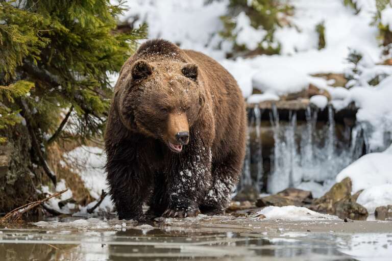 Urso-pardo mata casal e cachorro em parque do Canadá