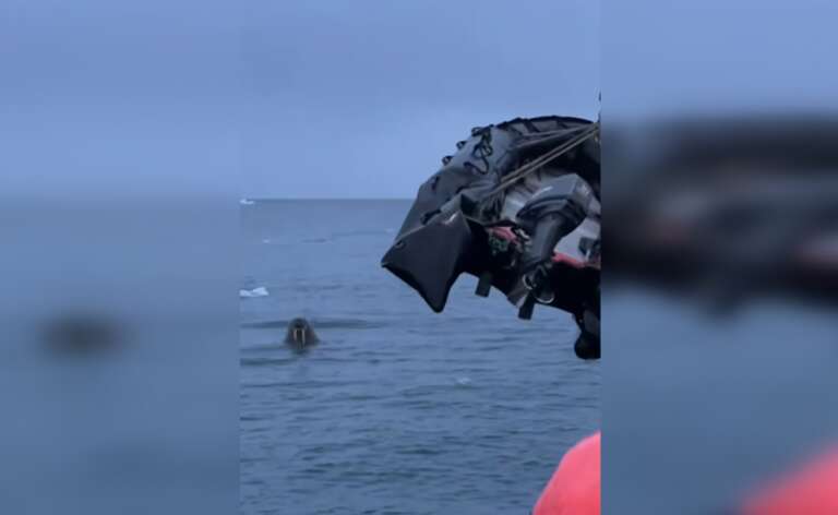 VÍDEO: morsa ataca ferozmente bote inflável de navio russo