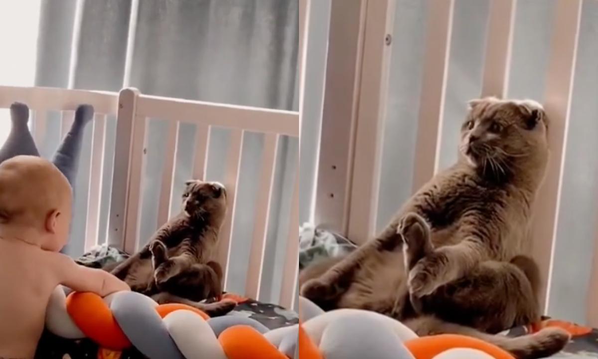 VÍDEO: gato viraliza no TikTok ao &#34;virar estátua&#34; para não ser incomodado por bebê