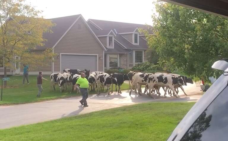 VÍDEO: “invasão” de vacas deixa moradores assustados em cidade dos EUA