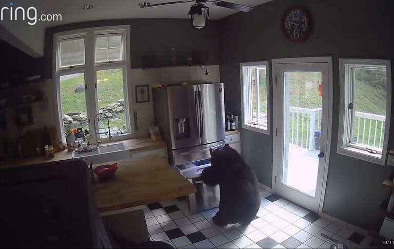VÍDEO: urso-negro invade casa nos EUA, abre geladeira, rouba frango congelado e vai embora