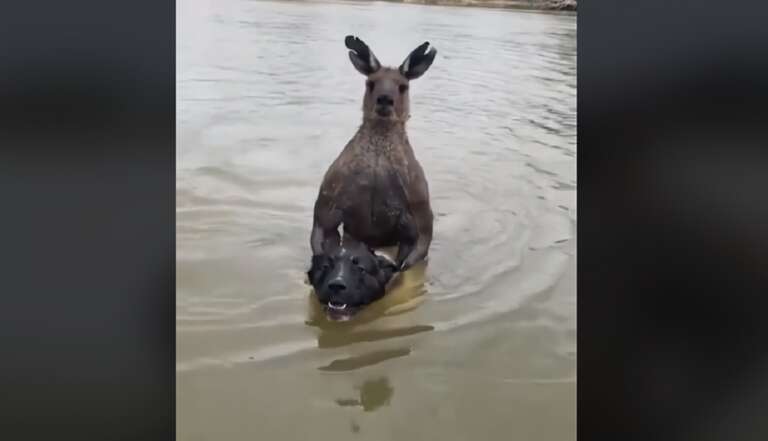 BIZARRO: canguru é gravado afogando cachorro na Austrália e vídeo viraliza no TikTok