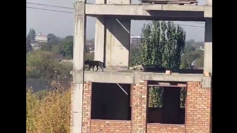 VÍDEO: internautas estão angustiados com cachorro que decide pular de 5º andar de prédio