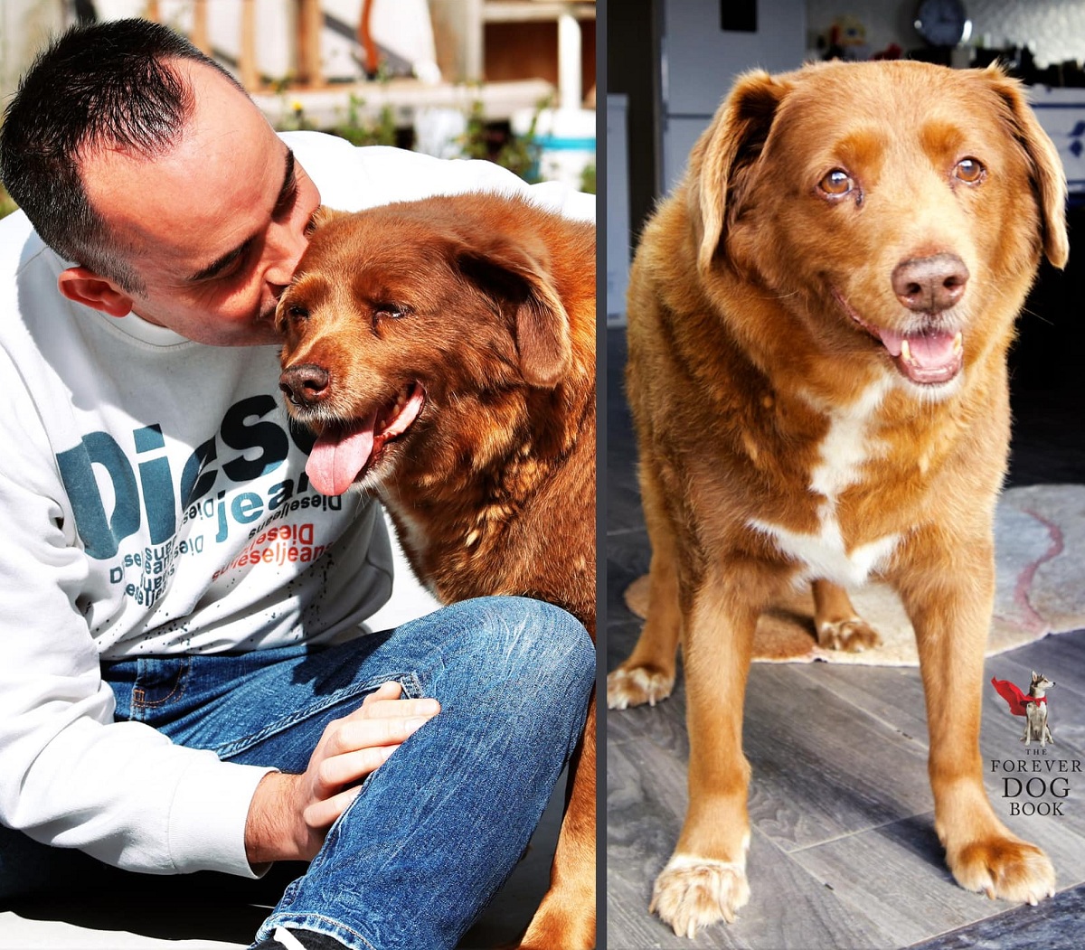 Morre Bobi, o cachorro mais velho do mundo, com mais de 31 anos