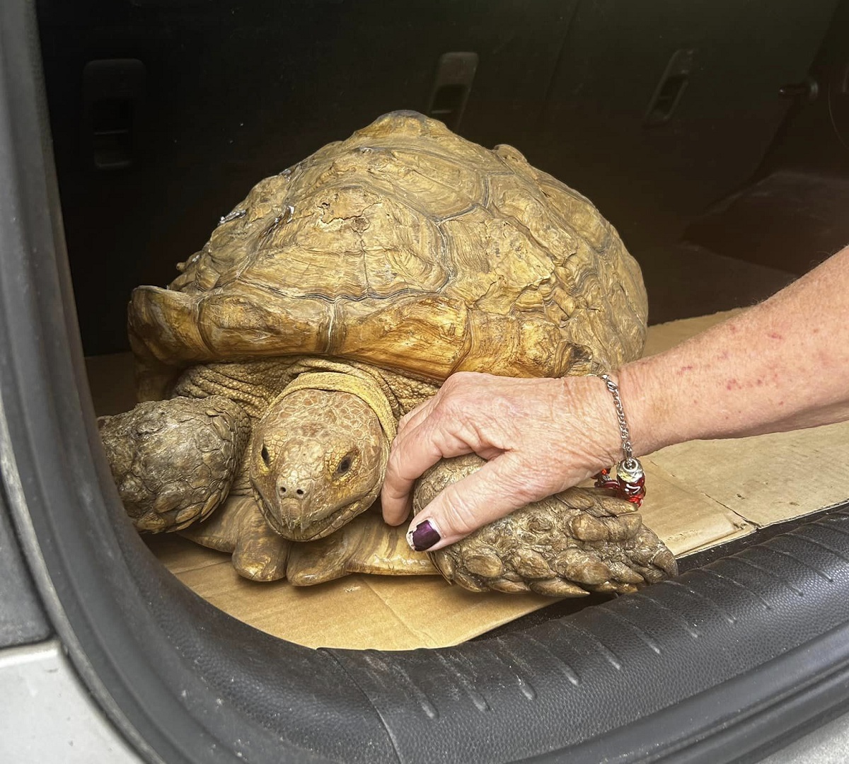 EUA: tartaruga reencontra o dono após ficar mais de três anos desaparecida