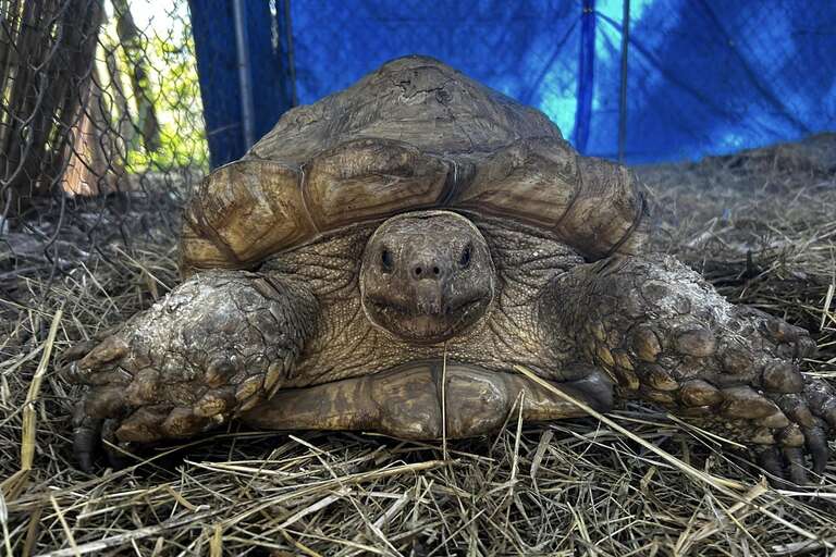EUA: tartaruga reencontra o dono após ficar mais de três anos desaparecida