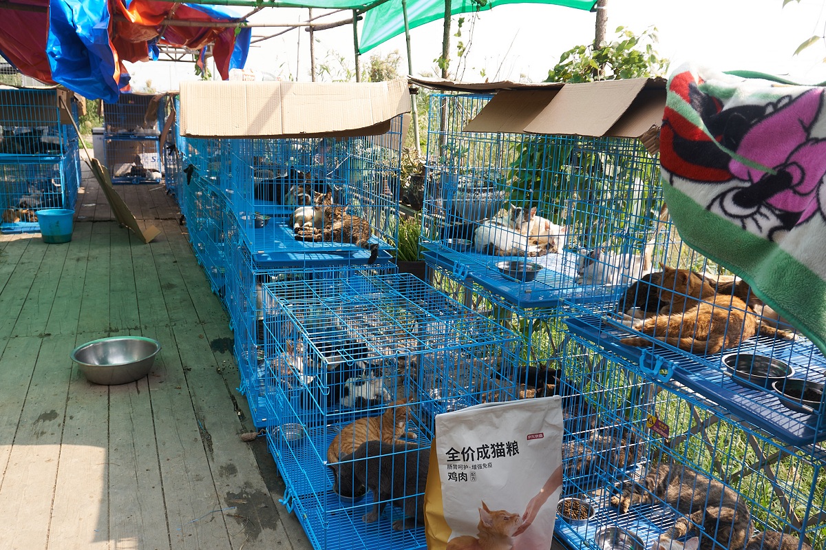 Polícia chinesa salva mil gatos que seriam abatidos e vendidos como carne de porco e cordeiro