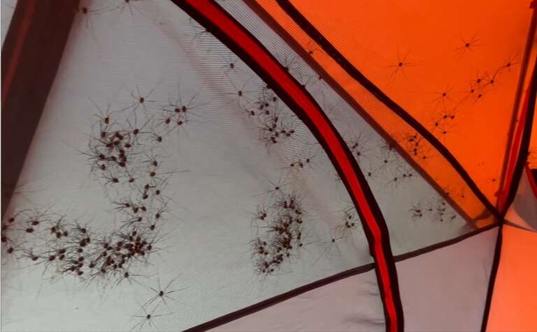MEDO! Turista acorda no meio da noite, em parque do Alasca, com barraca cheia de “aranhas”; veja o vídeo!