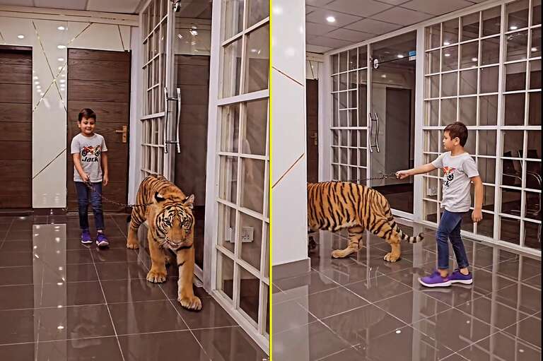 Vídeo de garoto “passeando” com tigre no Paquistão deixa internautas revoltados