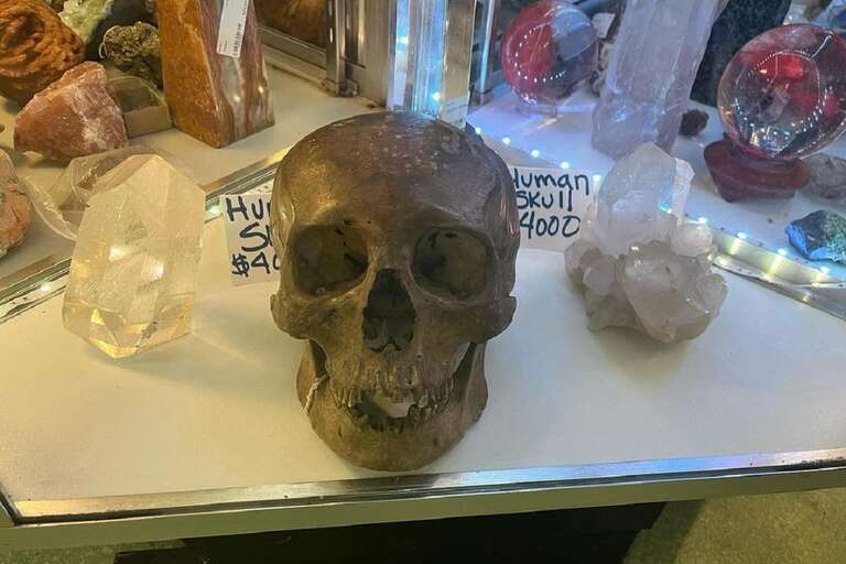 Caveira que parecia enfeite de Halloween em loja da Flórida era, na verdade, ossada humana real