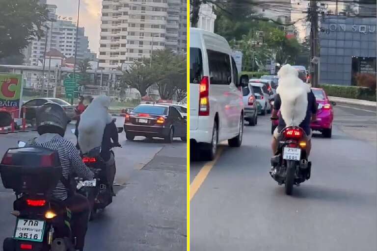 Cachorro viraliza ao ser flagrado andando na garupa de moto em Bangkok, na Tailândia; veja o vídeo!