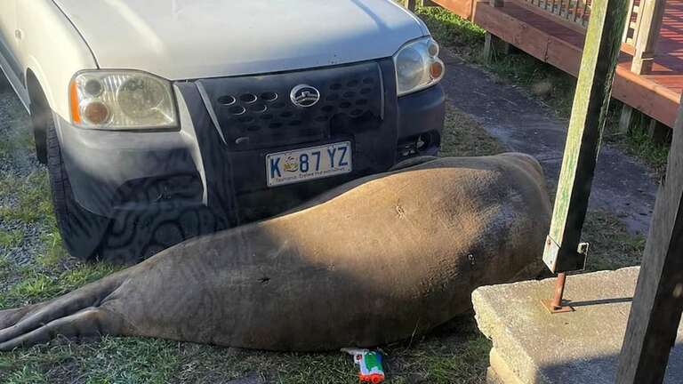 Foca de 600 kg dorme na frente de carro e impede australiana de ir trabalhar