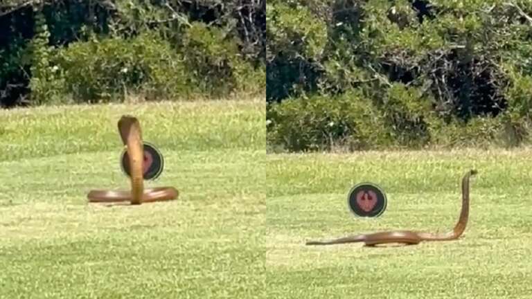 VÍDEO: cobra naja, uma das mais perigosas do mundo, aparece em campo de golfe na África do Sul