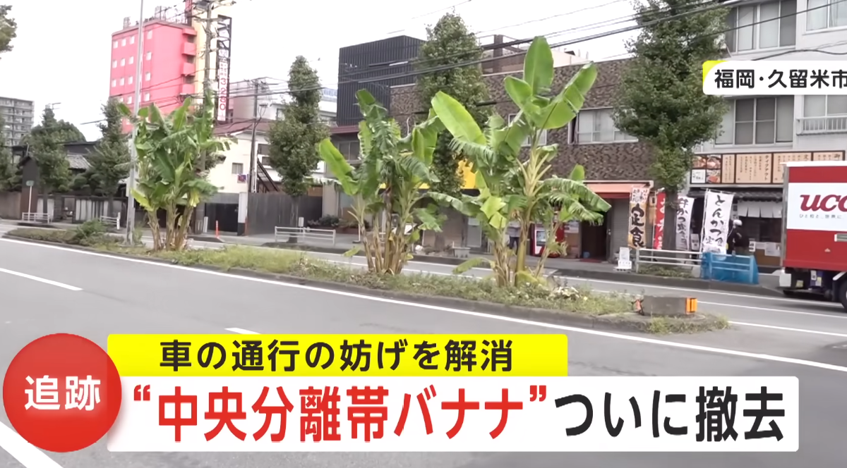 Inusitado: morador planta bananeiras no canteiro central da principal rua de cidade no Japão