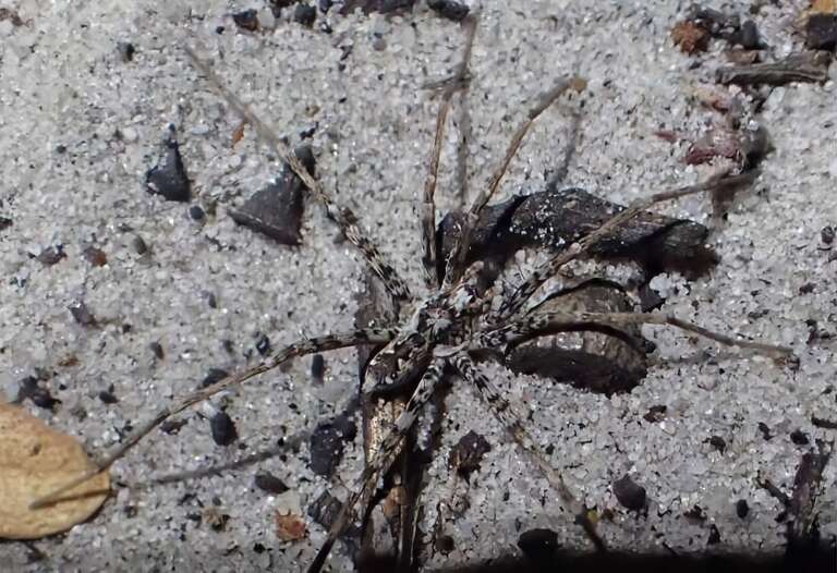 Tem aracnofobia? Saiba que 48 novas aranhas caçadoras foram descobertas na Austrália