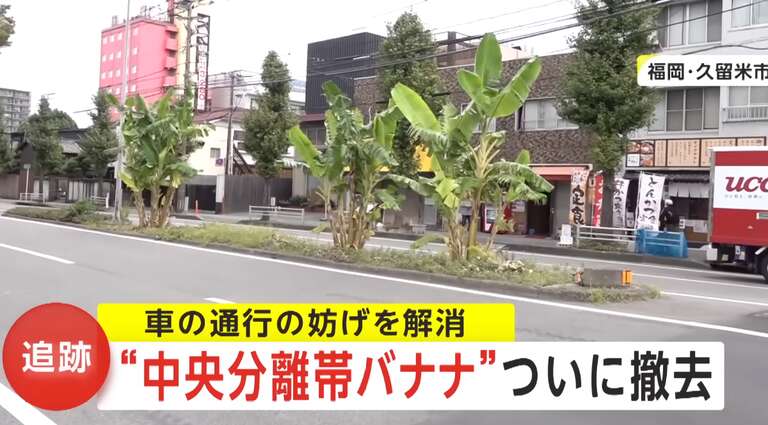 Inusitado: morador planta bananeiras no canteiro central da principal rua de cidade no Japão