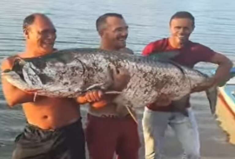 VÍDEO: pescadores retiram camurupim de mais de 60 kg no rio Potengi, em Natal