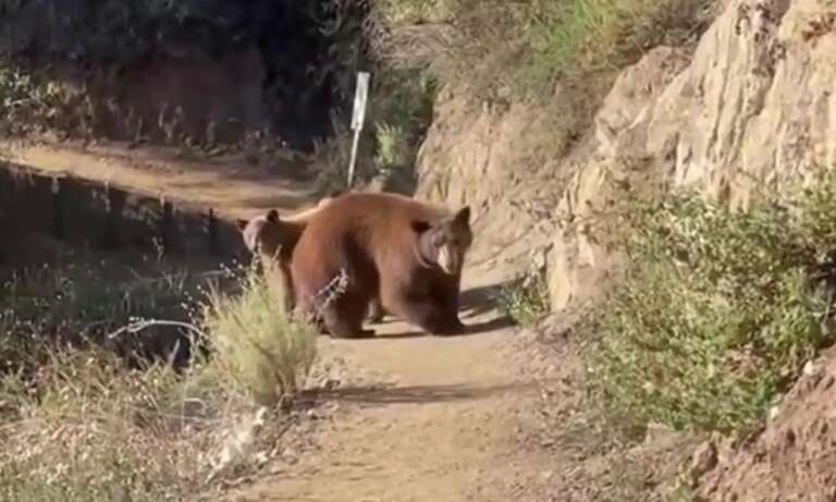 VÍDEO: em trilha na Califórnia, americana se depara com enorme urso-pardo e quase não consegue fugir