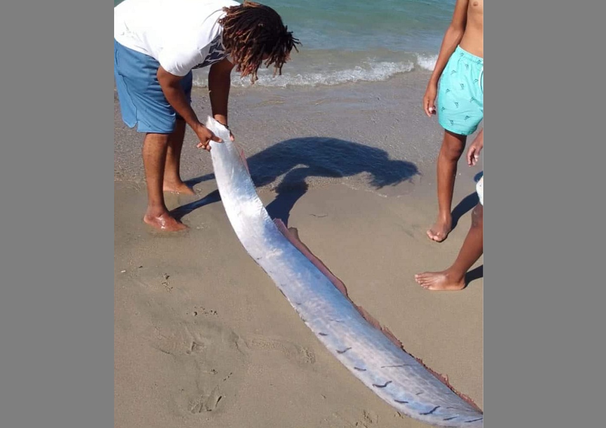 VÍDEO: peixe-remo, que “anuncia terremoto”, aparece em praia da República Dominicana